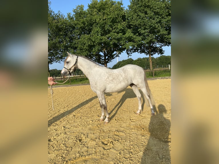 Welsh-B Wallach 3 Jahre 136 cm Schimmel in Haltern am See