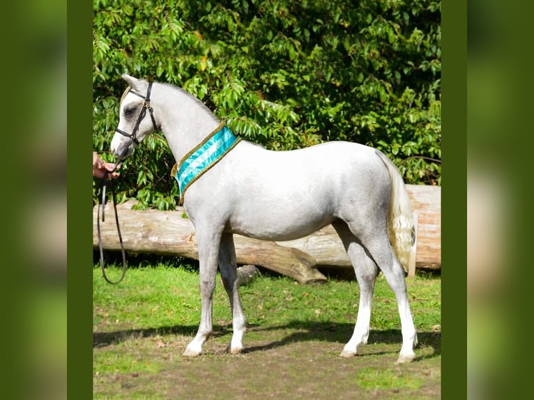 Welsh-B Wallach 3 Jahre 136 cm Schimmel in Haltern am See