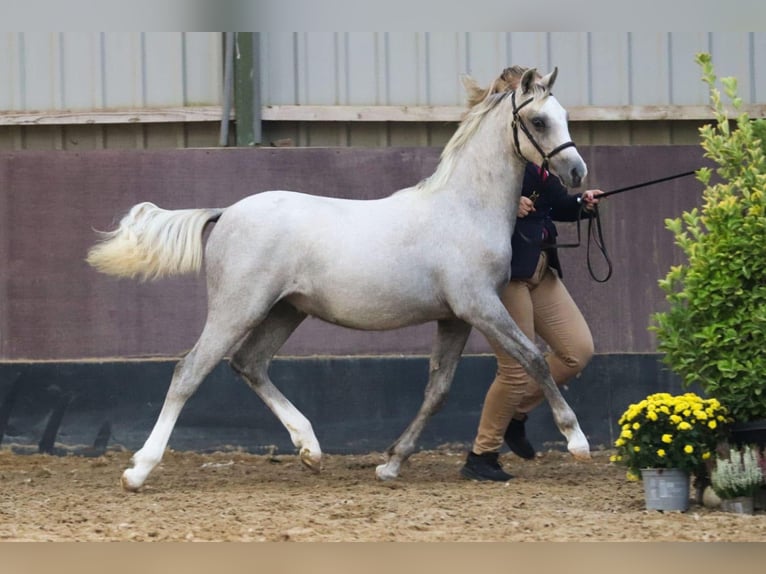 Welsh-B Wallach 3 Jahre 136 cm Schimmel in Haltern am See