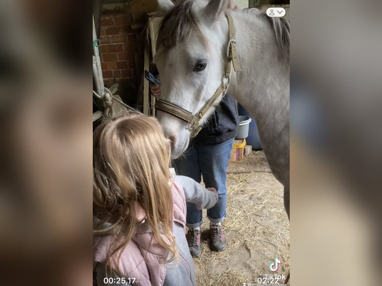 Welsh-B Wallach 3 Jahre 136 cm Schimmel in Haltern am See