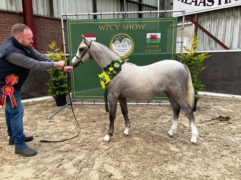 Welsh-B Wallach 3 Jahre 136 cm Schimmel in Haltern am See