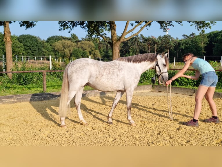 Welsh-B Wallach 3 Jahre 136 cm Schimmel in Haltern am See