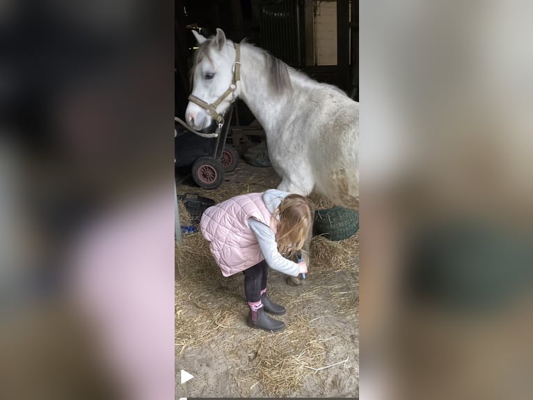 Welsh-B Wallach 3 Jahre 136 cm Schimmel in Haltern am See