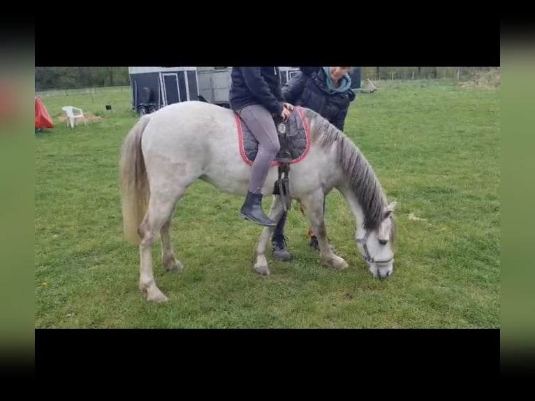 Welsh-B Wallach 3 Jahre 136 cm Schimmel in Haltern am See
