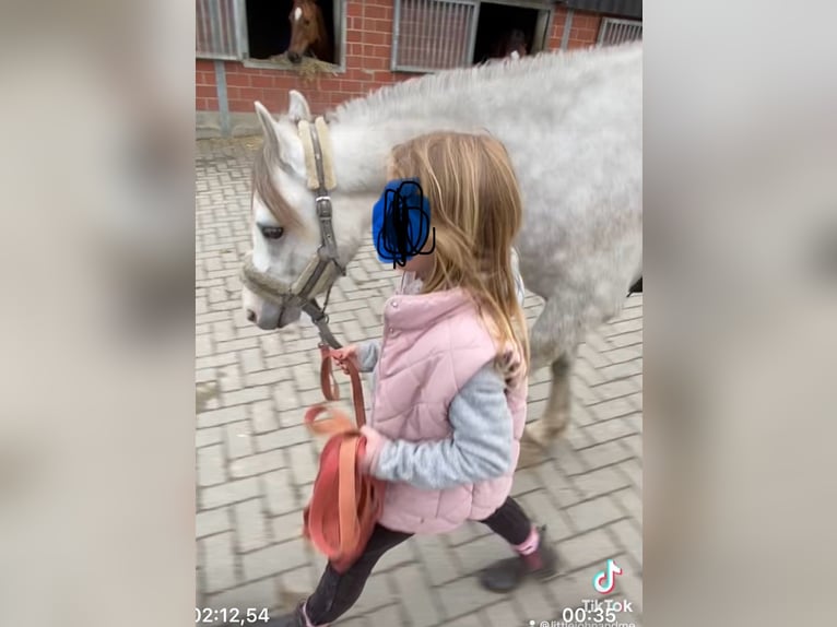Welsh-B Wallach 3 Jahre 136 cm Schimmel in Haltern am See