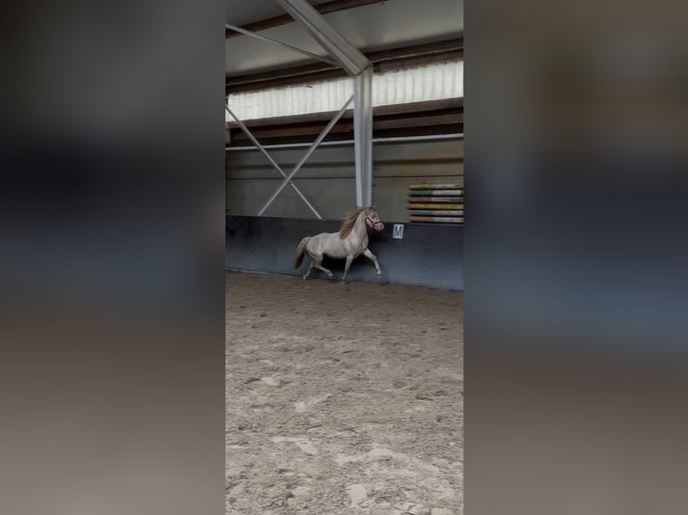 Welsh-B Wallach 4 Jahre 113 cm Perlino in Wouwse Plantage