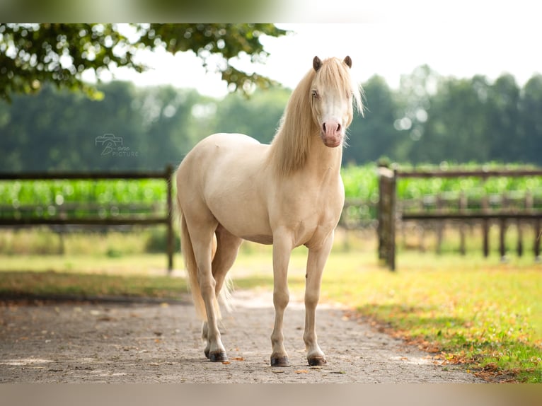 Welsh-B Wallach 4 Jahre 113 cm Perlino in Wouwse Plantage