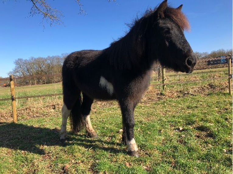 Welsh-B Wallach 4 Jahre 118 cm Rappschimmel in Witharen