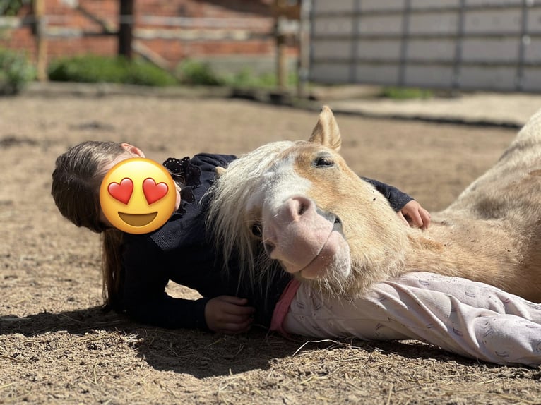 Welsh-B Wallach 4 Jahre 123 cm Palomino in Bockenem