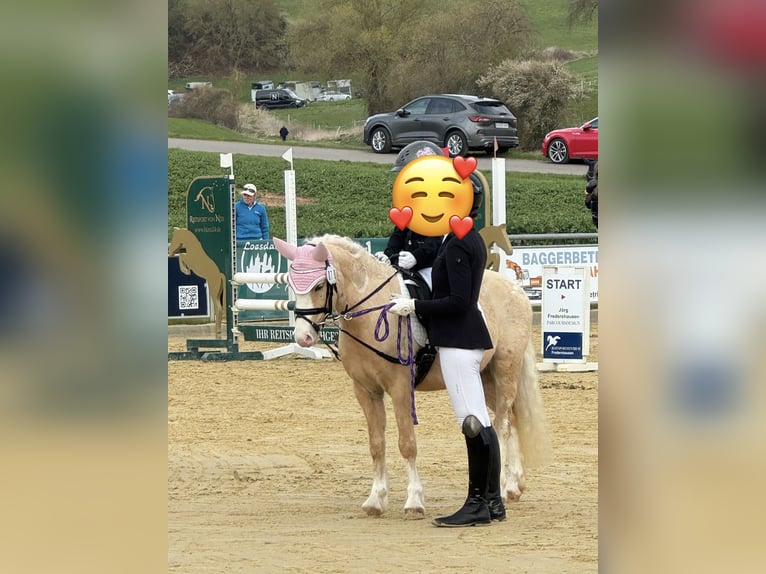 Welsh-B Wallach 4 Jahre 123 cm Palomino in Bockenem