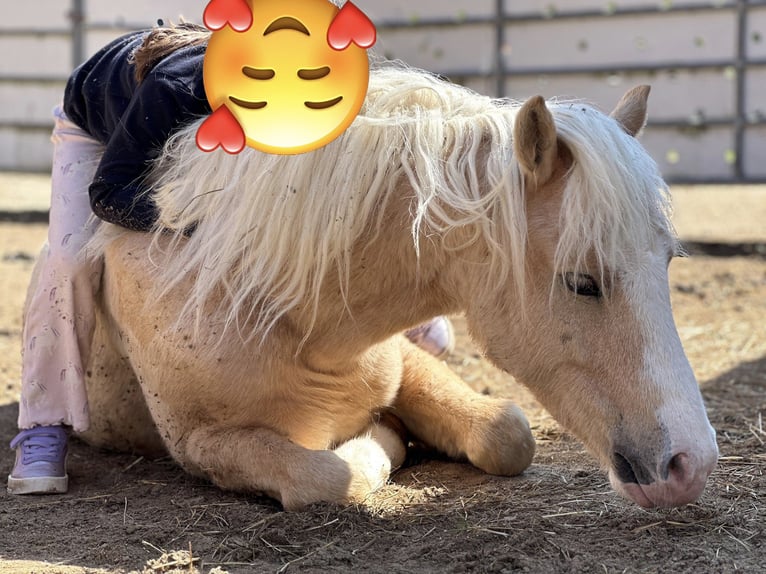 Welsh-B Wallach 4 Jahre 123 cm Palomino in Bockenem