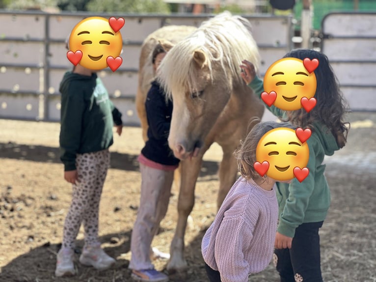 Welsh-B Wallach 4 Jahre 123 cm Palomino in Bockenem