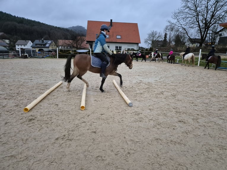 Welsh-B Wallach 4 Jahre 125 cm Brauner in Leutenbach
