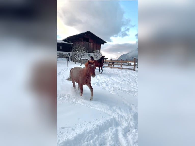 Welsh-B Mix Wallach 4 Jahre 125 cm Roan-Red in Innsbruck