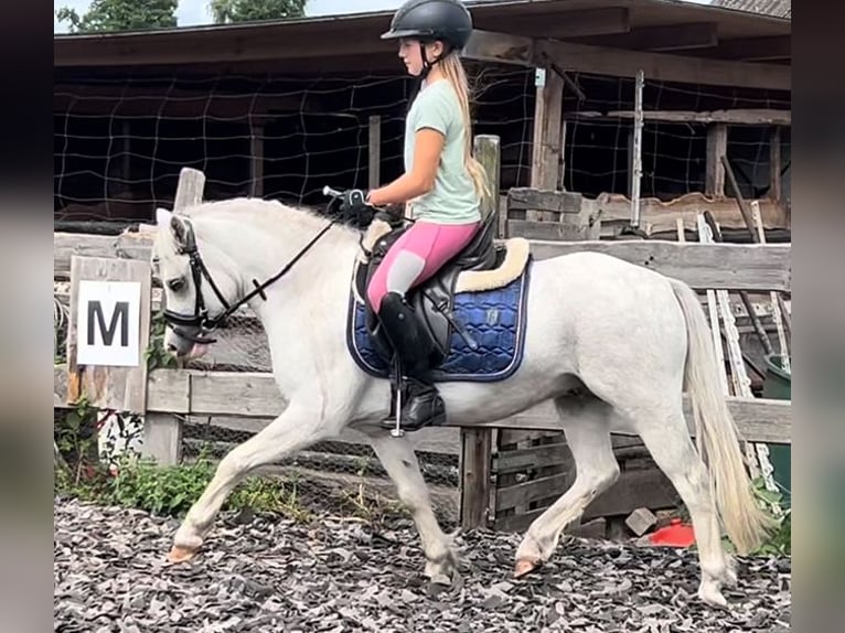 Welsh-B Wallach 4 Jahre 125 cm Schimmel in Burgdorf