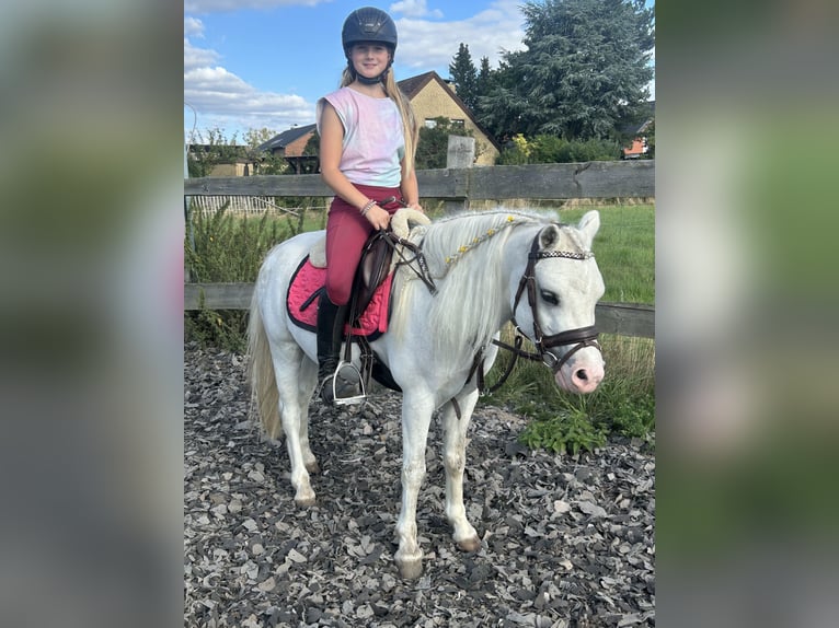 Welsh-B Wallach 4 Jahre 125 cm Schimmel in Burgdorf