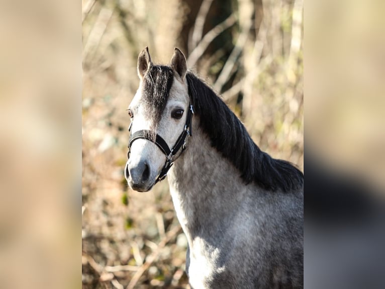 Welsh-B Wallach 4 Jahre 125 cm Schimmel in Aalten