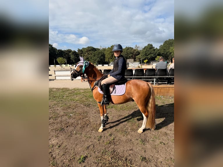 Welsh-B Wallach 4 Jahre 126 cm Dunkelfuchs in Helmond