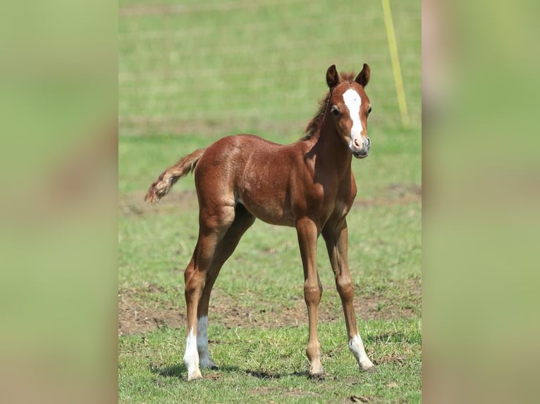 Welsh-B Wallach 4 Jahre 126 cm Schimmel in Zutphen