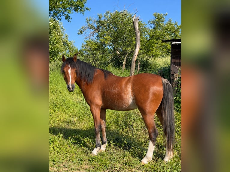 Welsh-B Wallach 4 Jahre 128 cm Rabicano in Beselich