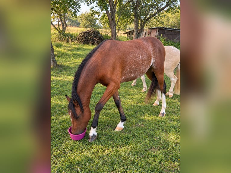 Welsh-B Wallach 4 Jahre 128 cm Rabicano in Beselich