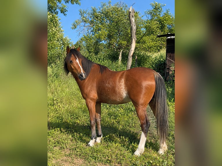 Welsh-B Wallach 4 Jahre 128 cm Rabicano in Beselich