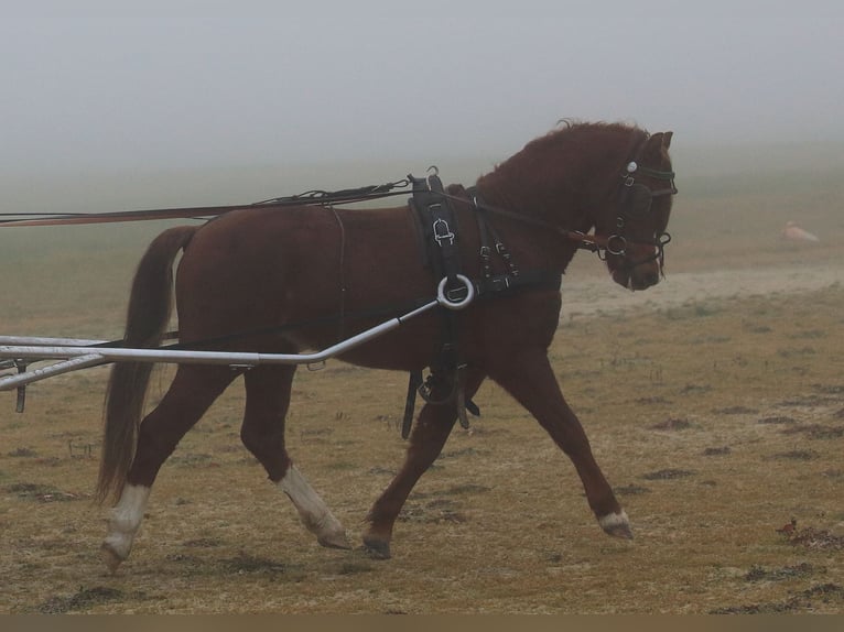 Welsh-B Wallach 4 Jahre 129 cm Fuchs in Dischingen