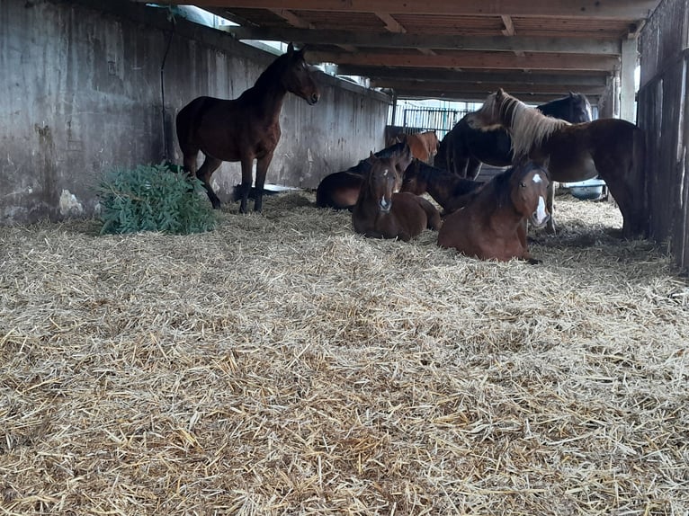 Welsh-B Wallach 4 Jahre 130 cm Fuchs in Niederzier