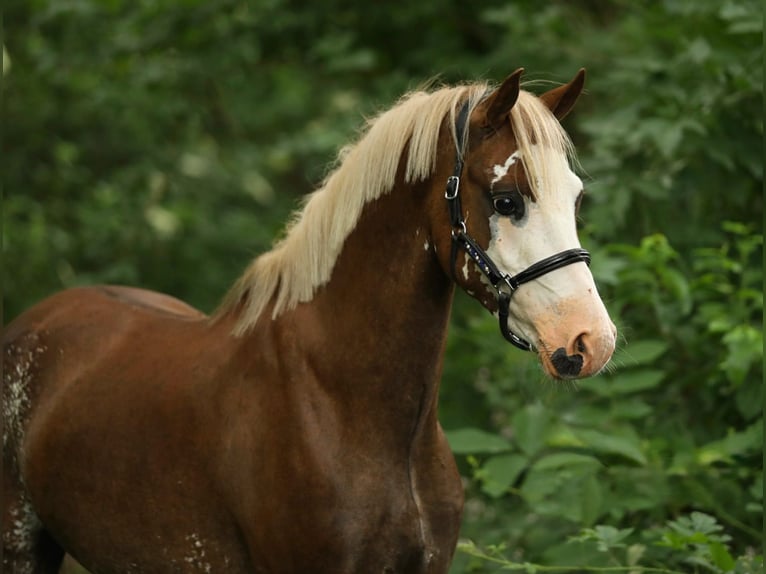 Welsh-B Wallach 4 Jahre 130 cm Fuchs in Aalten