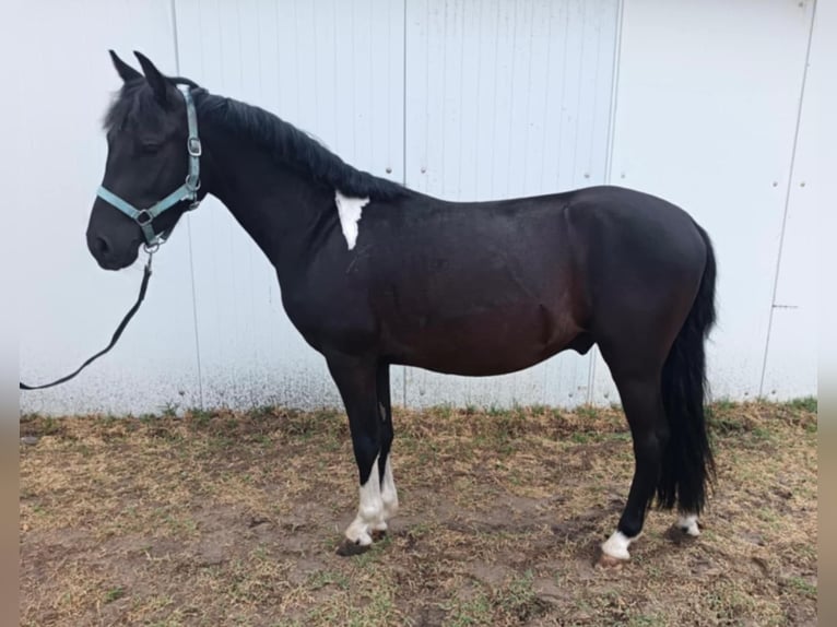Welsh-B Wallach 4 Jahre 130 cm Rappe in Tass