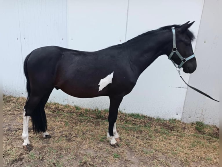 Welsh-B Wallach 4 Jahre 130 cm Rappe in Tass