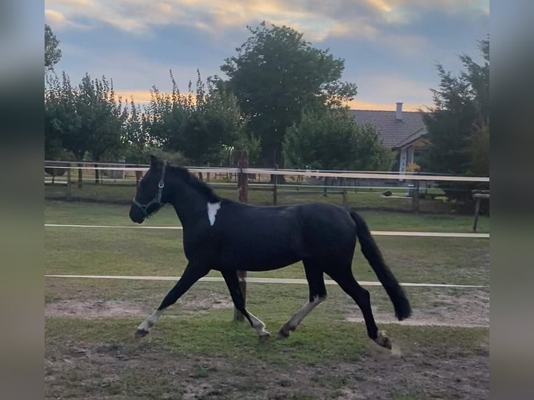 Welsh-B Wallach 4 Jahre 130 cm Rappe in Tass