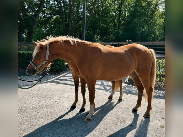 Welsh-B Wallach 4 Jahre 131 cm Fuchs in Meppen