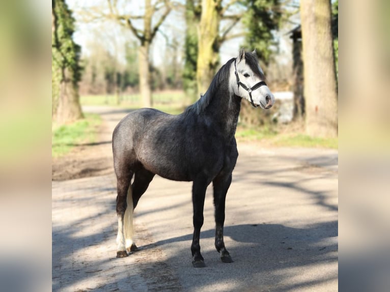 Welsh-B Wallach 4 Jahre 131 cm Schimmel in Aalten