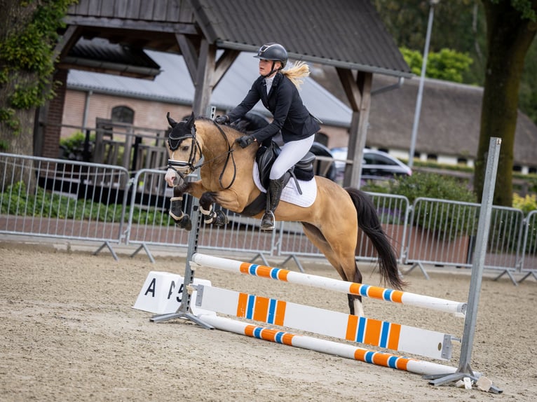Welsh-B Wallach 4 Jahre 132 cm Buckskin in Putten