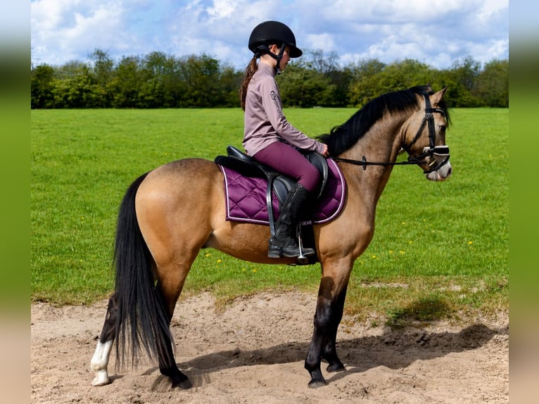 Welsh-B Wallach 4 Jahre 132 cm Buckskin in Putten