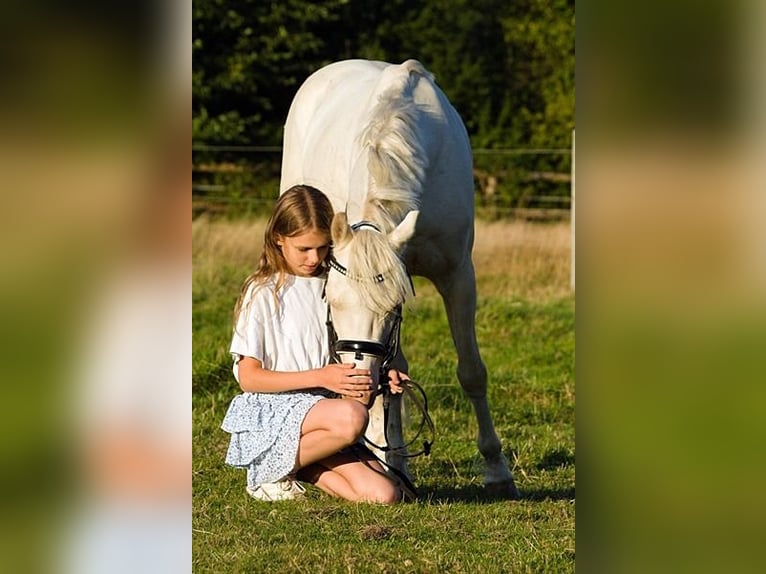 Welsh-B Wallach 4 Jahre 132 cm Cremello in Neum&#xFC;nster