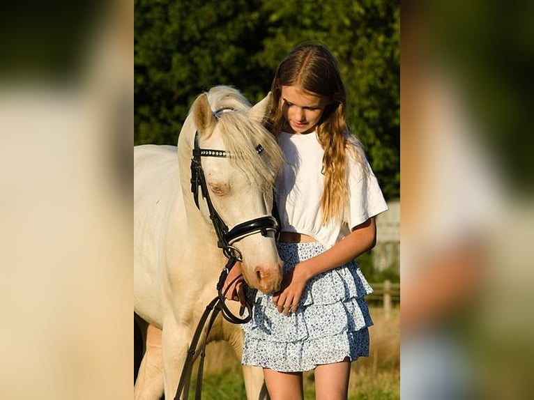 Welsh-B Wallach 4 Jahre 132 cm Cremello in Neum&#xFC;nster