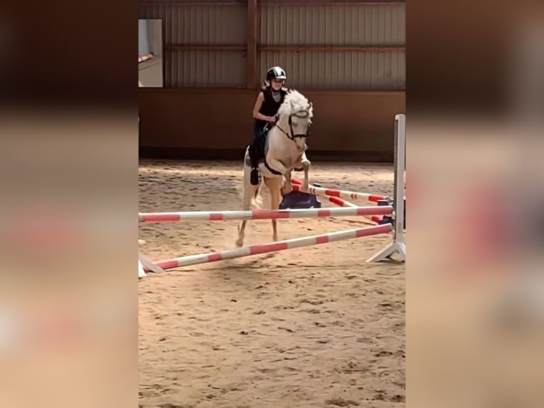 Welsh-B Wallach 4 Jahre 132 cm Cremello in Neum&#xFC;nster