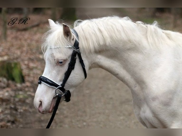 Welsh-B Wallach 4 Jahre 132 cm Cremello in Neum&#xFC;nster