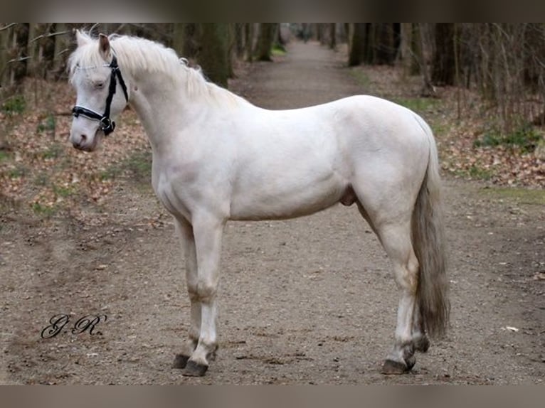 Welsh-B Wallach 4 Jahre 132 cm Cremello in Neum&#xFC;nster