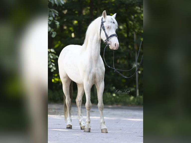 Welsh-B Wallach 4 Jahre 132 cm Cremello in Neum&#xFC;nster