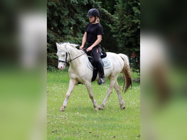 Welsh-B Wallach 4 Jahre 132 cm Cremello in Neum&#xFC;nster