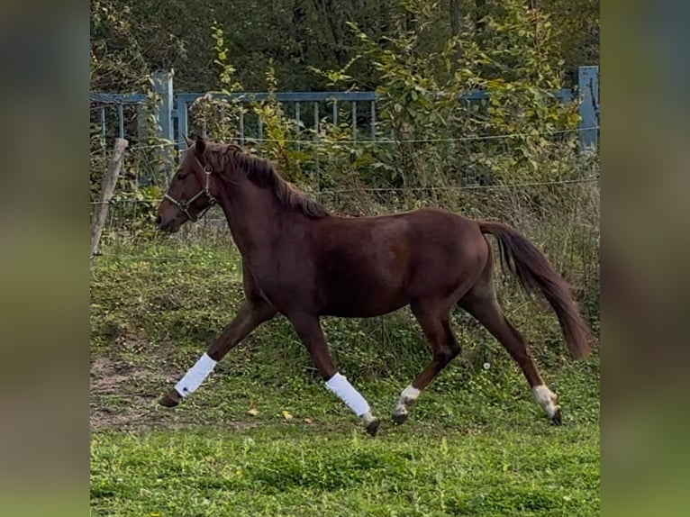 Welsh-B Wallach 4 Jahre 133 cm Dunkelfuchs in Niederzier