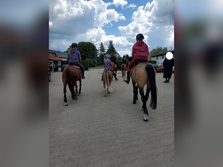 Welsh-B Wallach 4 Jahre 135 cm Buckskin in Donauw&#xF6;rth