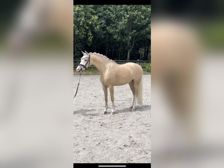 Welsh-B Wallach 4 Jahre 135 cm Palomino in Grolloo