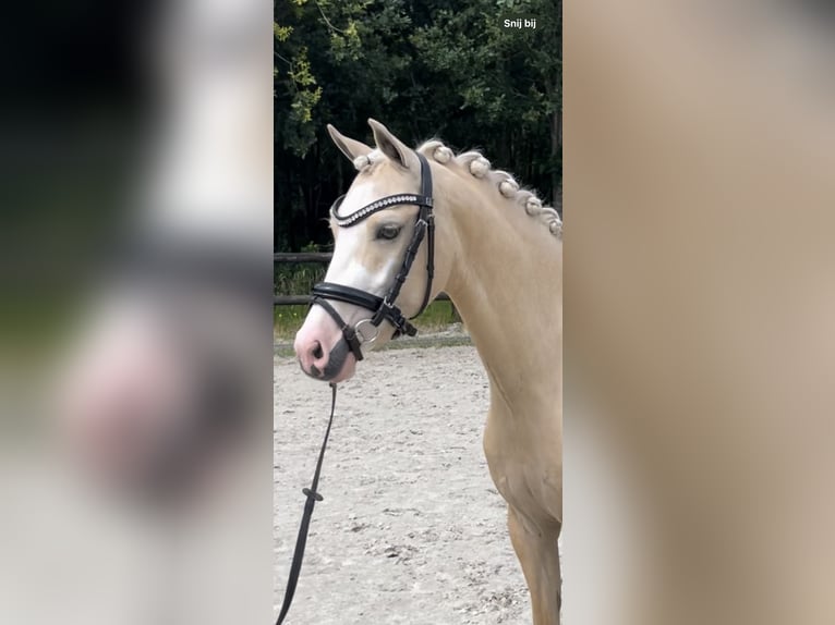 Welsh-B Wallach 4 Jahre 135 cm Palomino in Grolloo