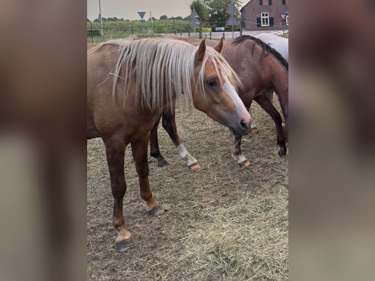 Welsh-B Wallach 4 Jahre 135 cm Palomino in De Mortel