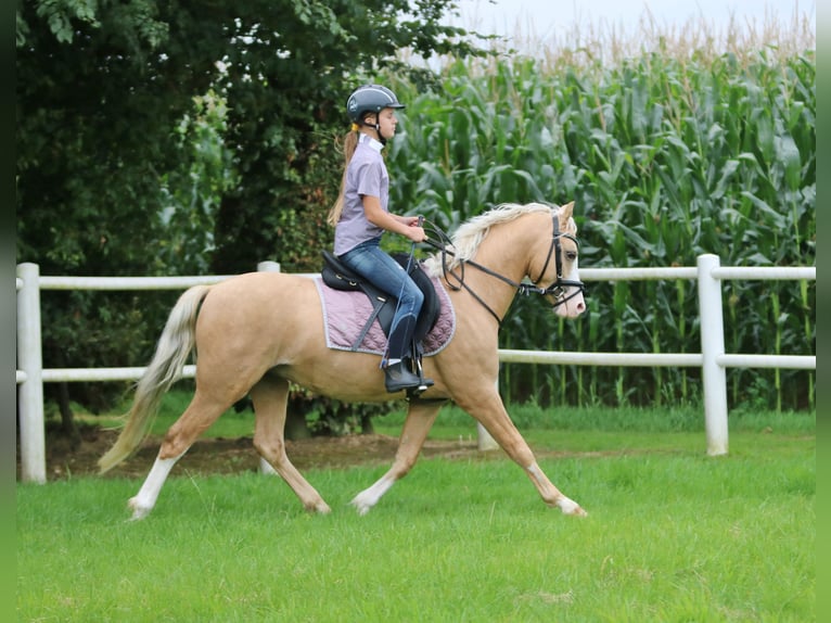 Welsh-B Wallach 4 Jahre 135 cm Palomino in Wildeshausen