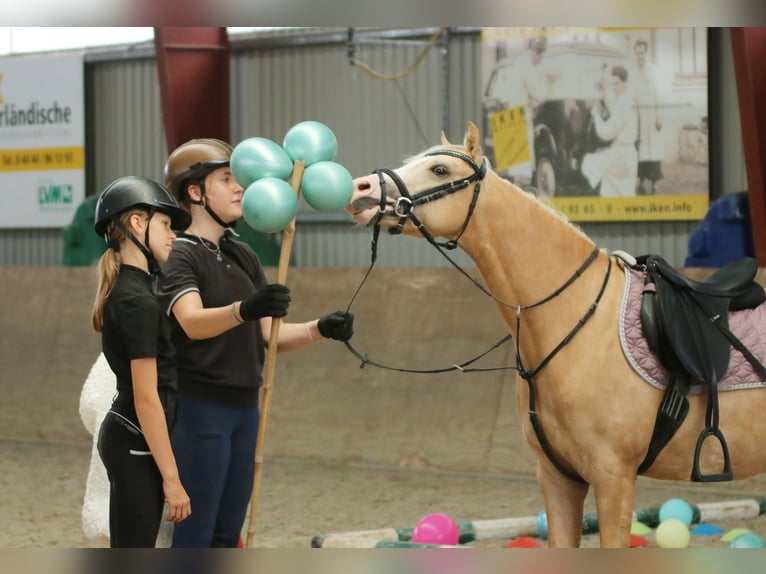 Welsh-B Wallach 4 Jahre 135 cm Palomino in Wildeshausen